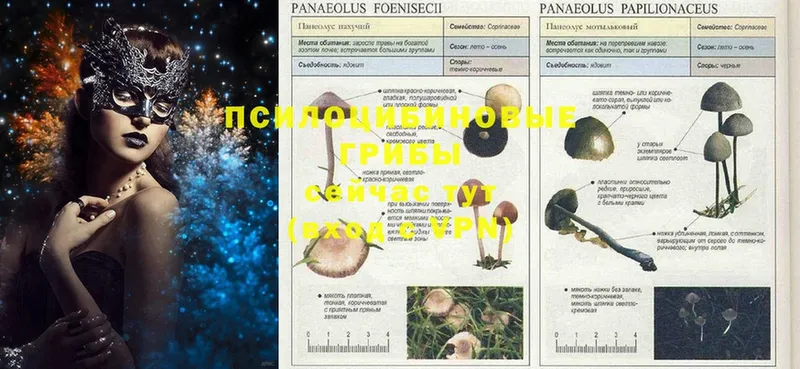 Галлюциногенные грибы Cubensis  наркошоп  Мелеуз 